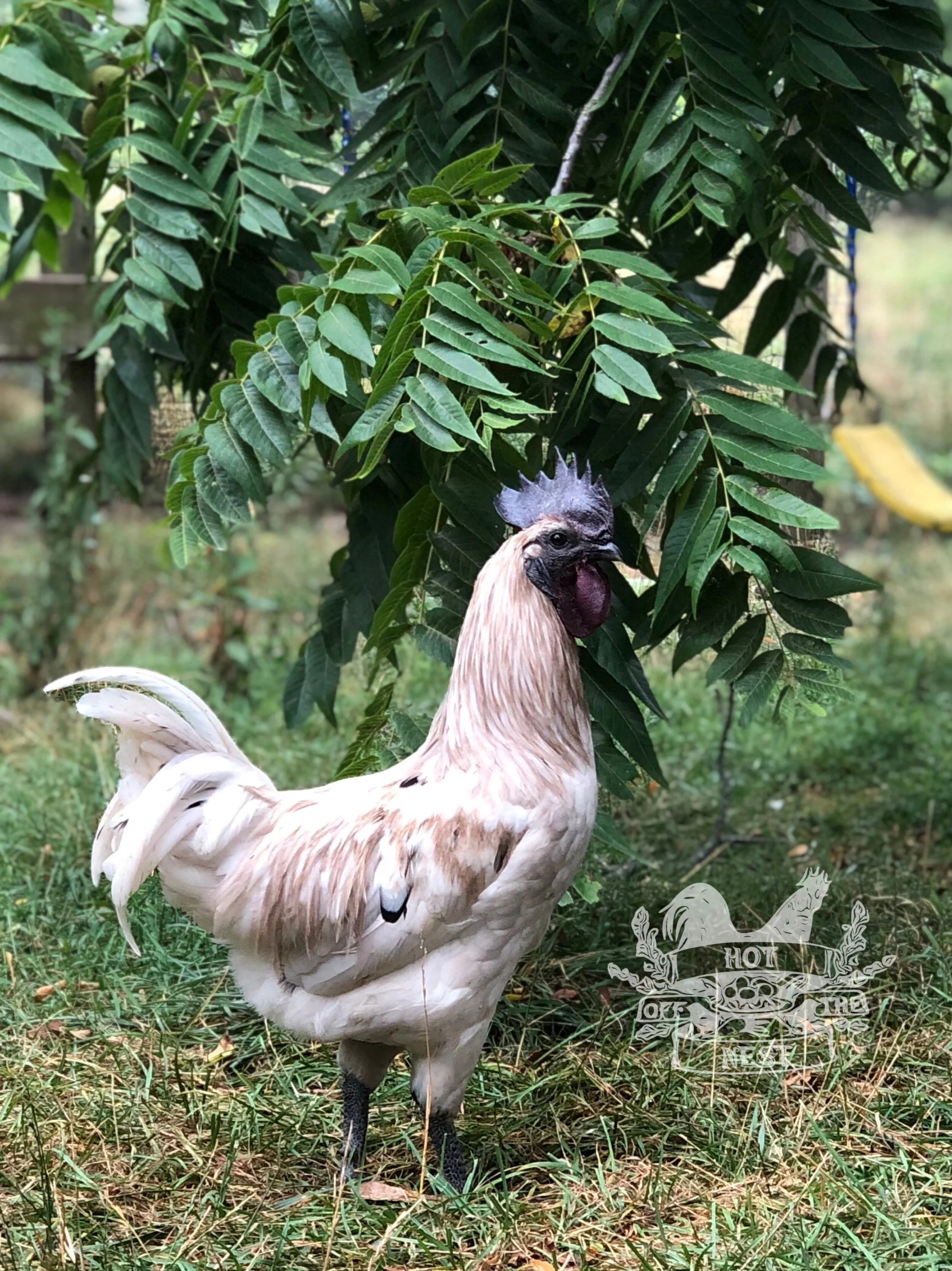 Moonbeam Chickens Hot Off The Nest